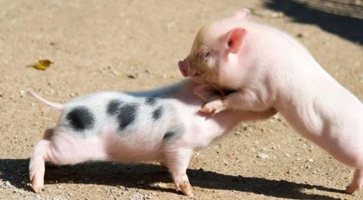 猪掐架后一直喘咋办,大猪掐架怎么办