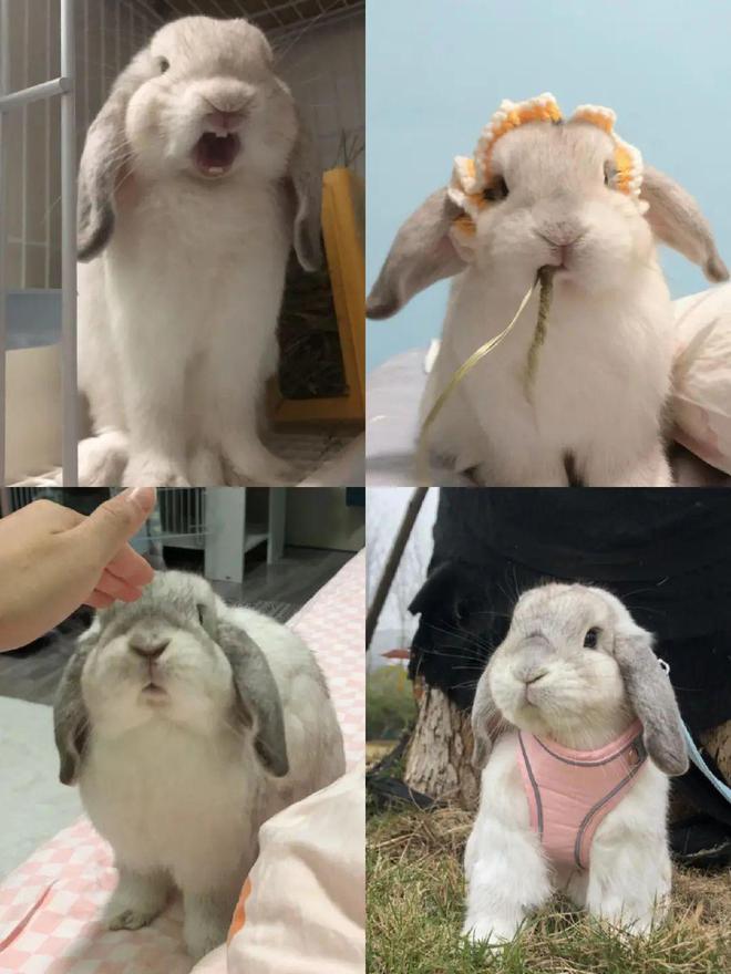 属兔的养兔会怎么样,兔年兔子忌讳什么