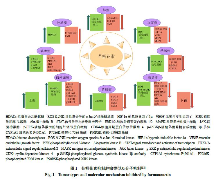 抗肿瘤首选药黄芪,黄芪的抗肿瘤作用机制