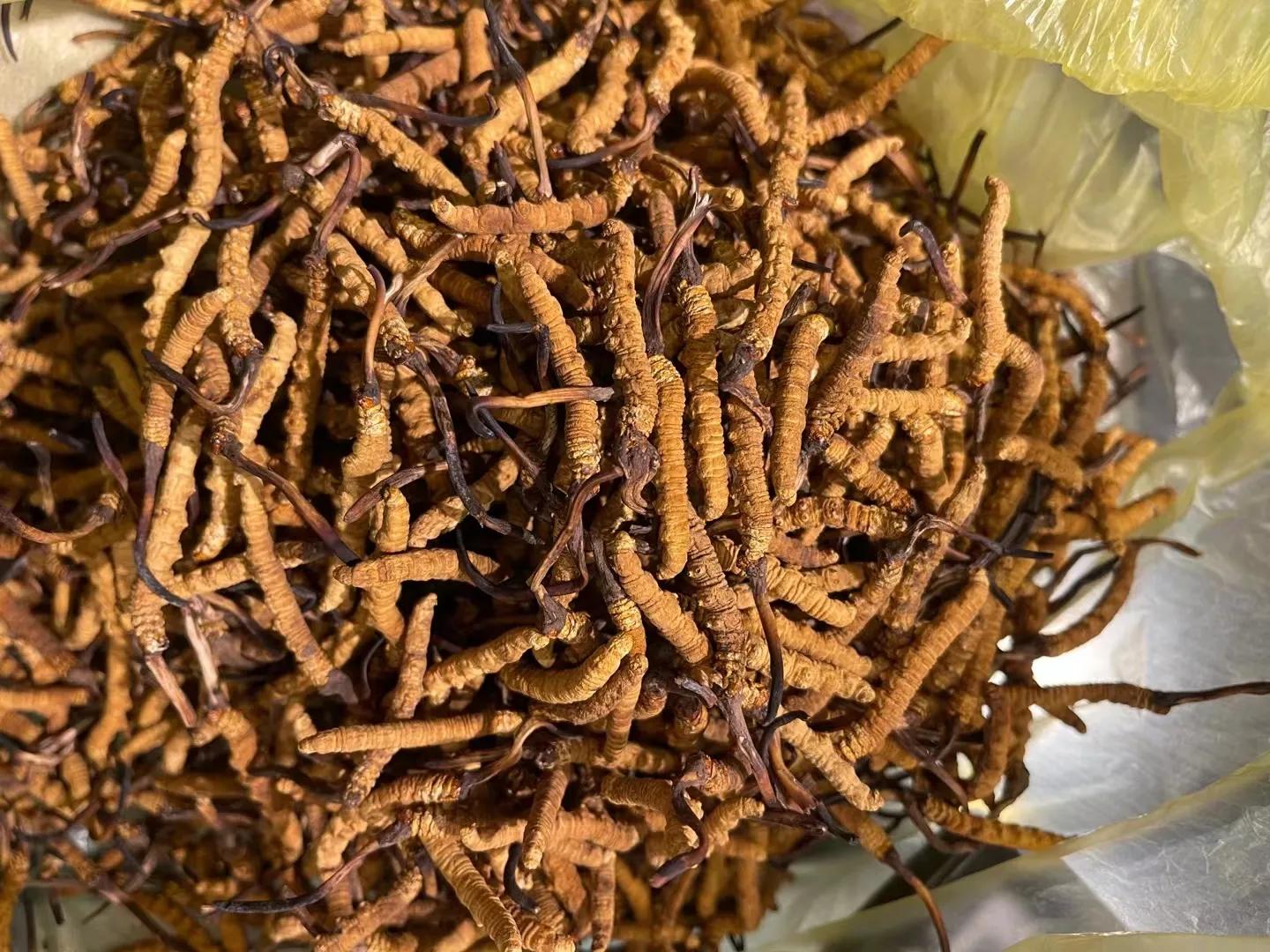 杂多县虫草第一县,杂多县虫草交易市场