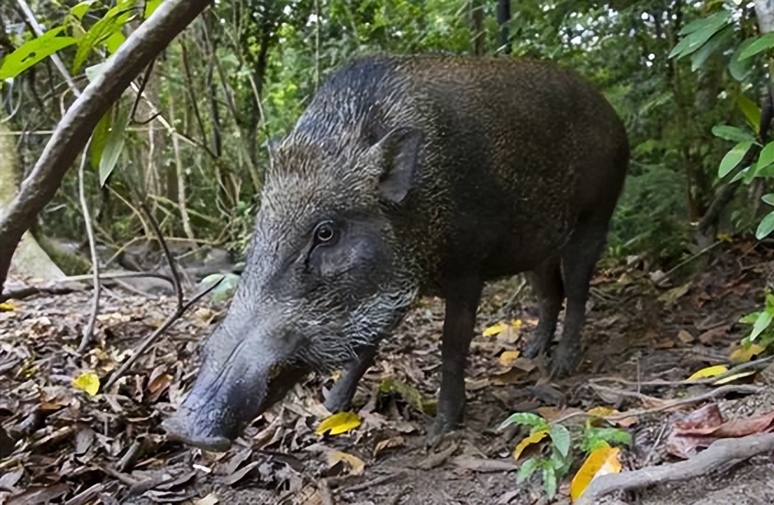 猪克蛇还是蛇克猪,猪为什么可以杀死蛇