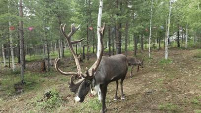 用AI绘图给黑龙江夏季避暑旅游，做几件“事件营销”