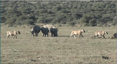 狮子为什么和老虎本性不一样,老虎和狮子一生中最大的遗憾