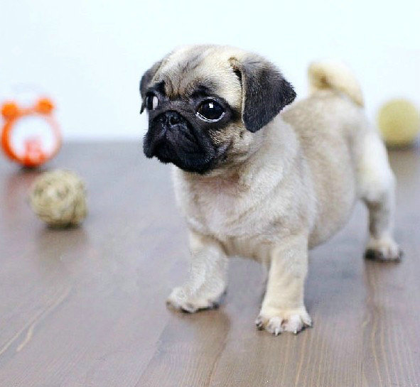 巴哥犬呕吐不吃食精神差吃什么药,巴哥犬呕吐拉血咋办