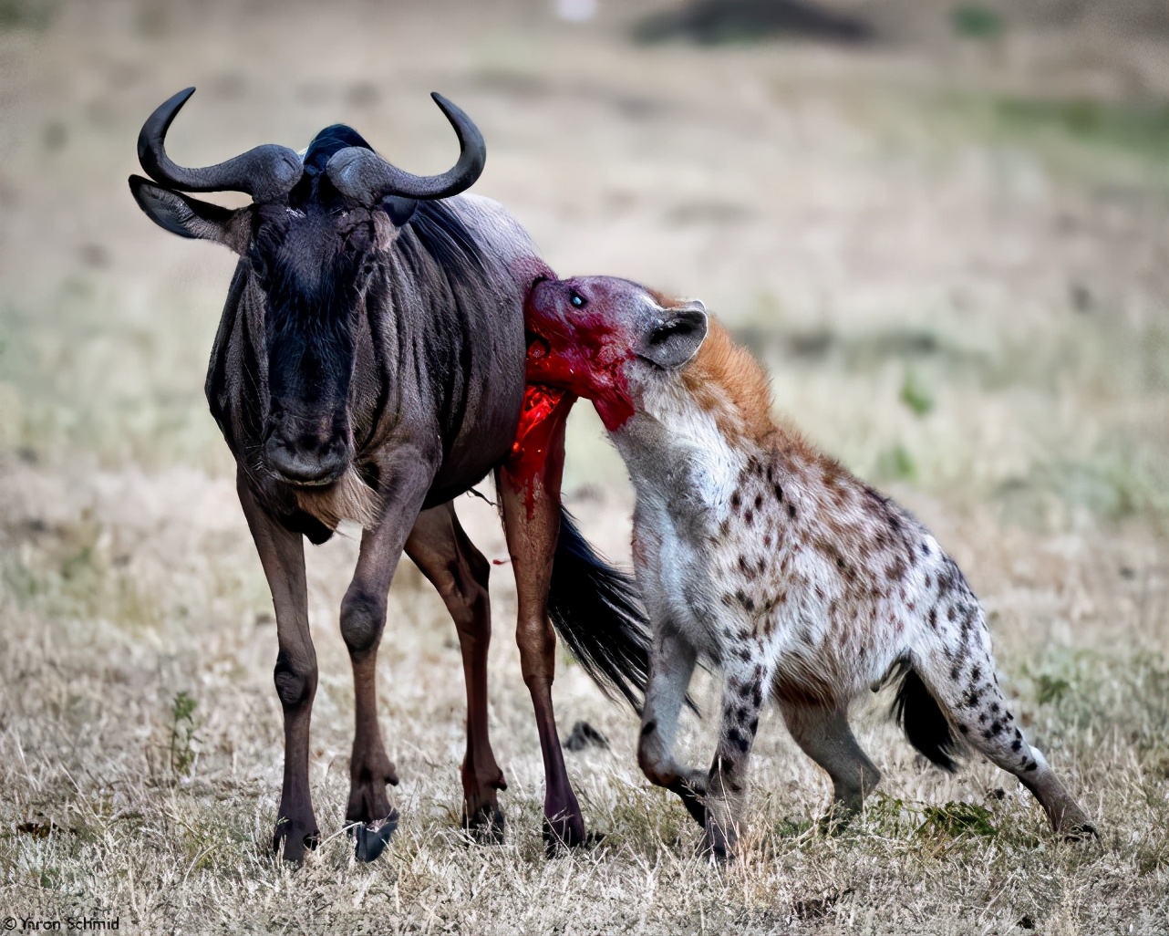科莫多巨蜥杀死猎物真正原因,科莫多巨蜥撕咬猎物的全过程