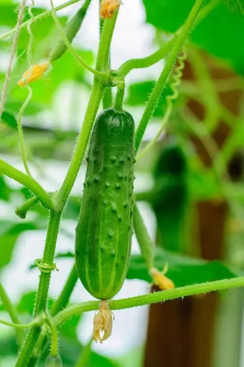 种的小黄瓜长势喜人,家庭观赏可爱小黄瓜种植