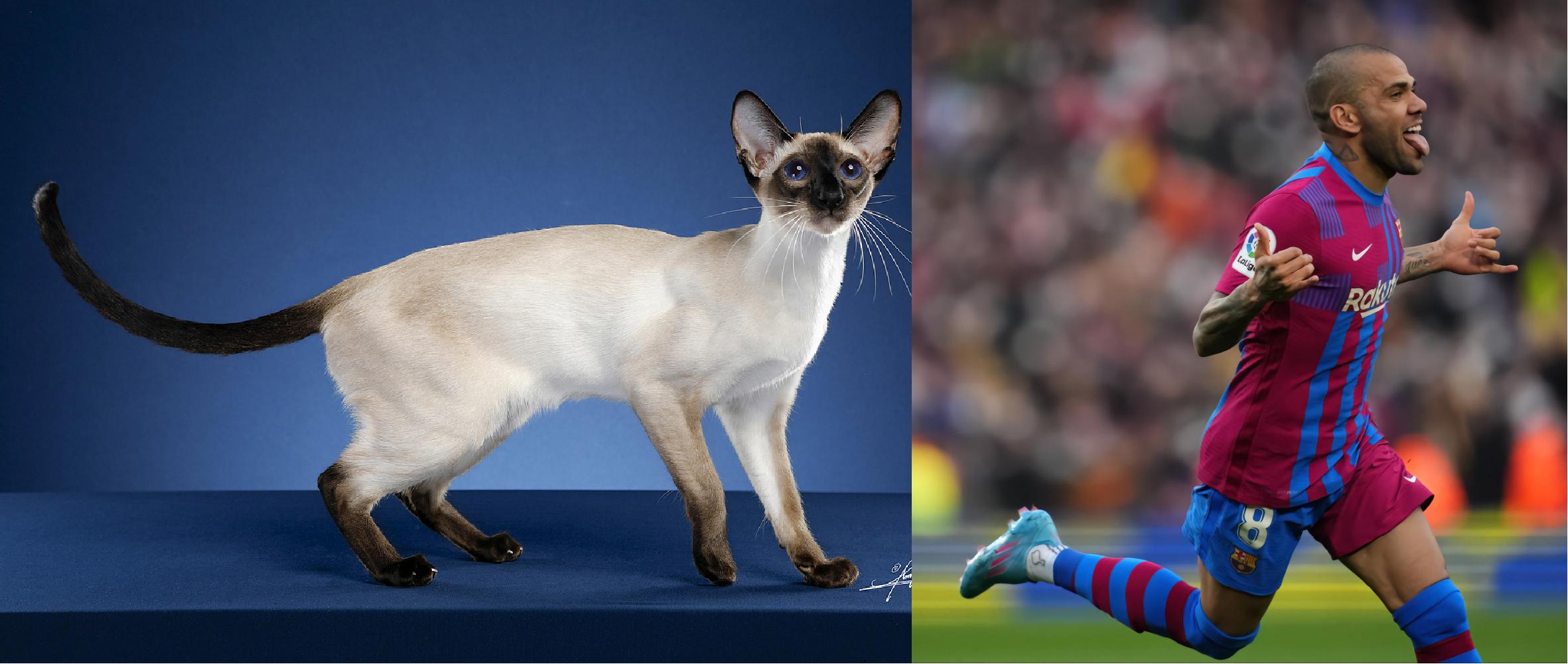 如果动物圈也有世界杯，猫咪组成的这套主力阵容能否争夺大力神杯