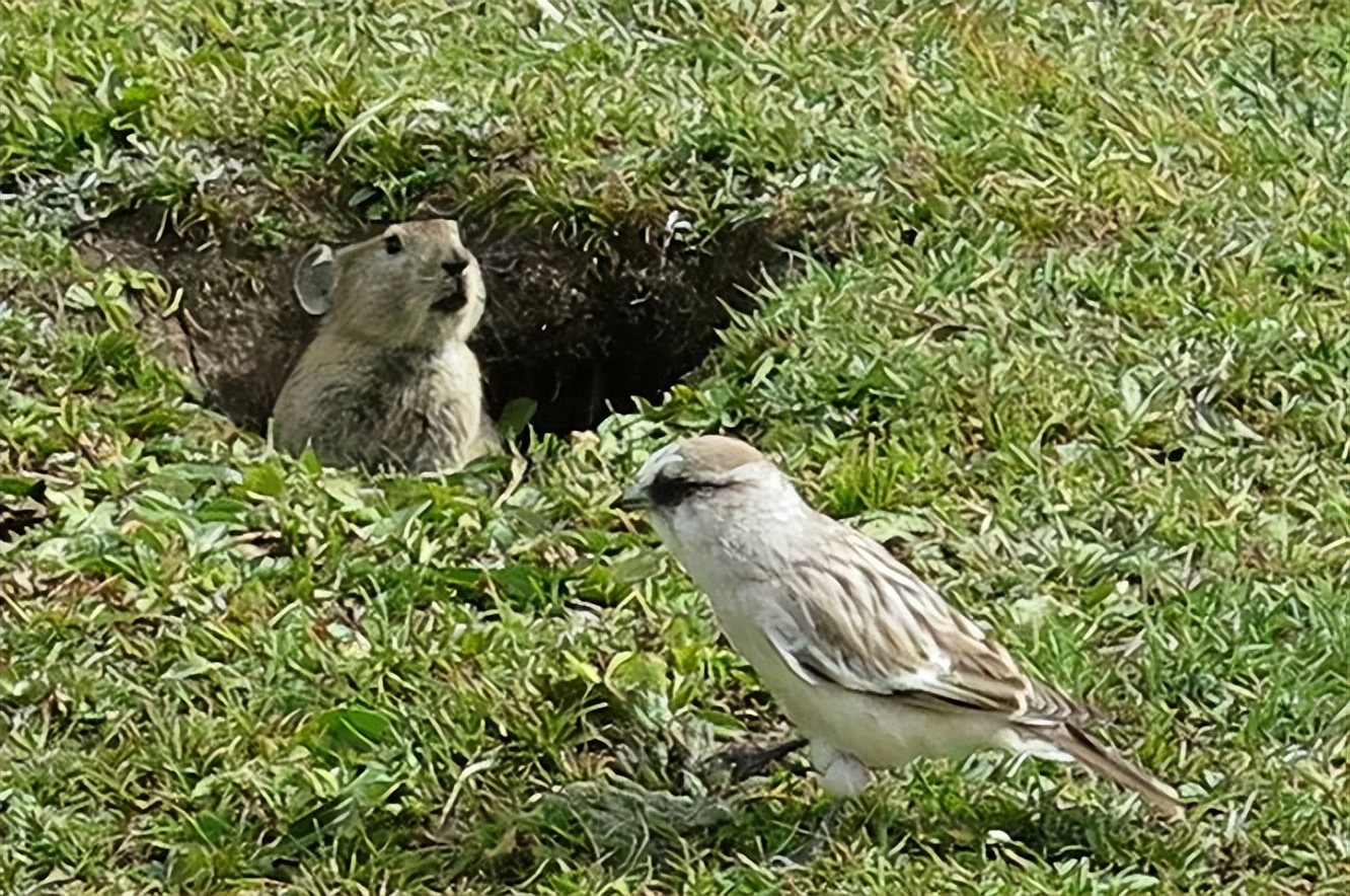 那年那兔那些年的故事,那年那兔那些事儿百年风云