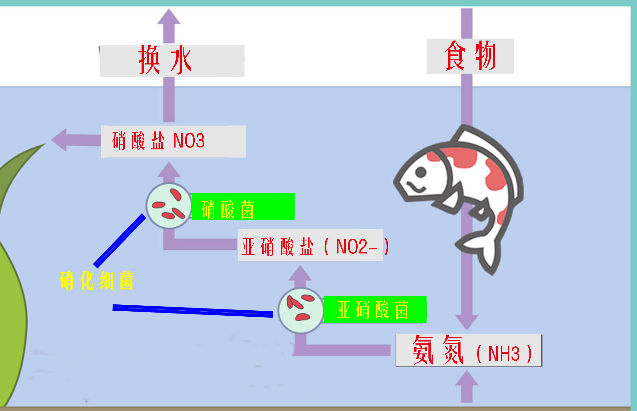 鱼缸硝化系统崩溃是什么原因,新鱼缸最快建立硝化系统时间