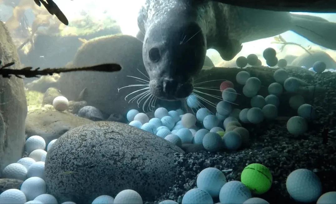 盘点高尔夫球,高尔夫球的八大罪状