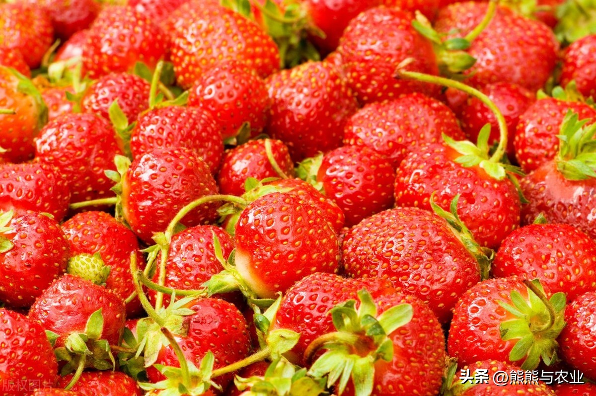 露天草莓种植视频播放,露天草莓种植方法