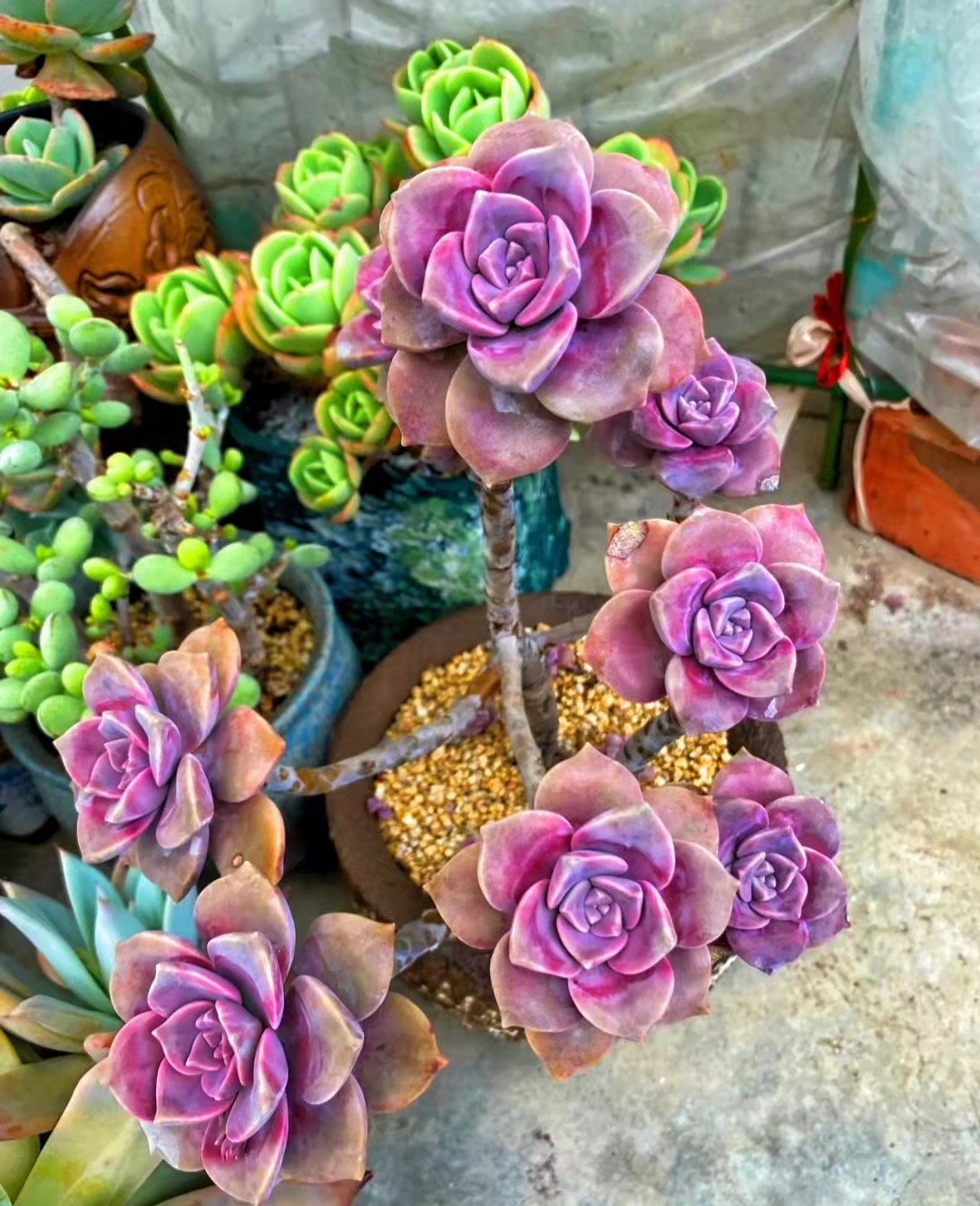 白凤大老桩多肉状态图,容易养成悬崖桩的多肉品种