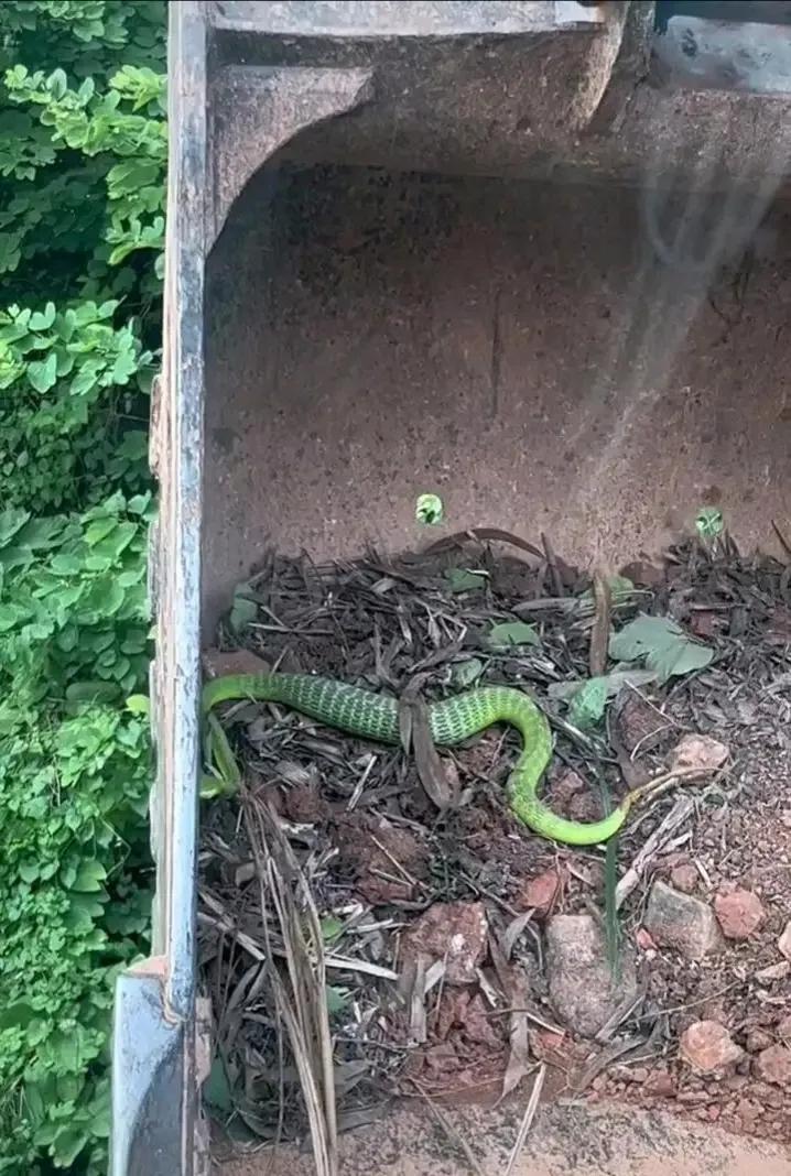 下手真狠，蛇头都给打歪了。