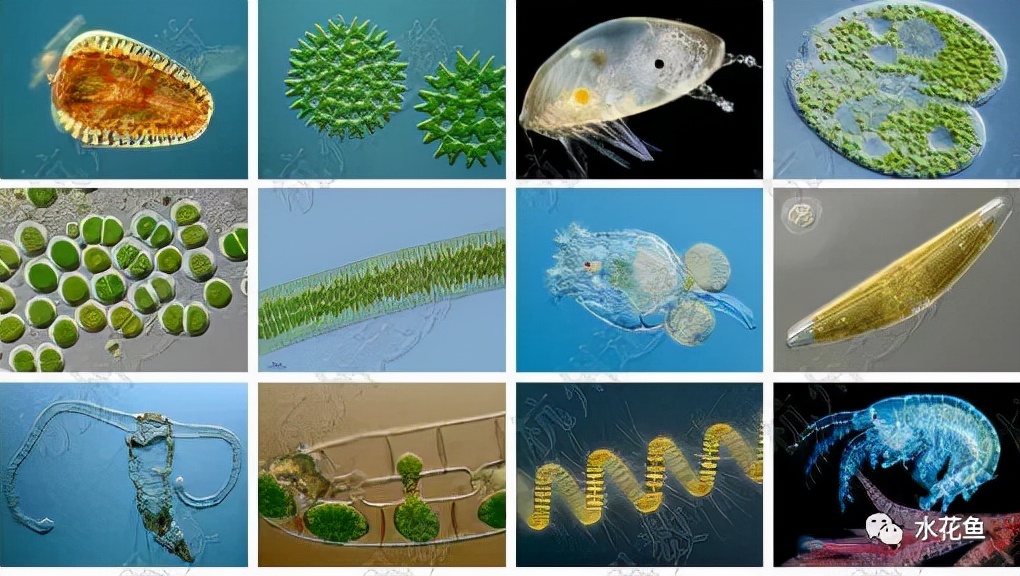 水体中的浮游动物,浮游植物与水华的关系