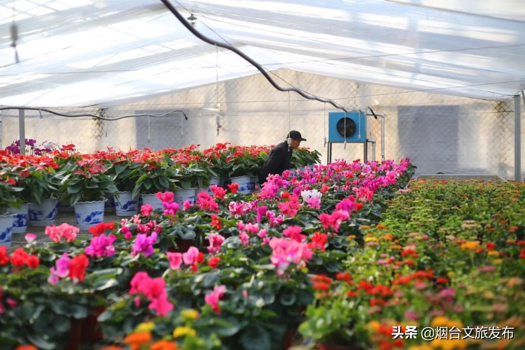 烟台祥和花鸟市场,烟台花鸟市场