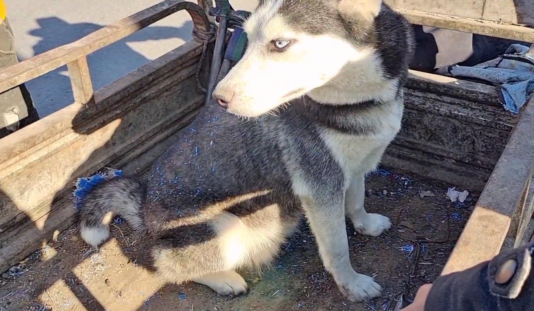 哈士奇遇到狗贩子不敢动,哈士奇被狗贩子带走