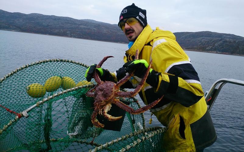 帝王蟹泛滥成灾入侵南极,巨型帝王蟹入侵