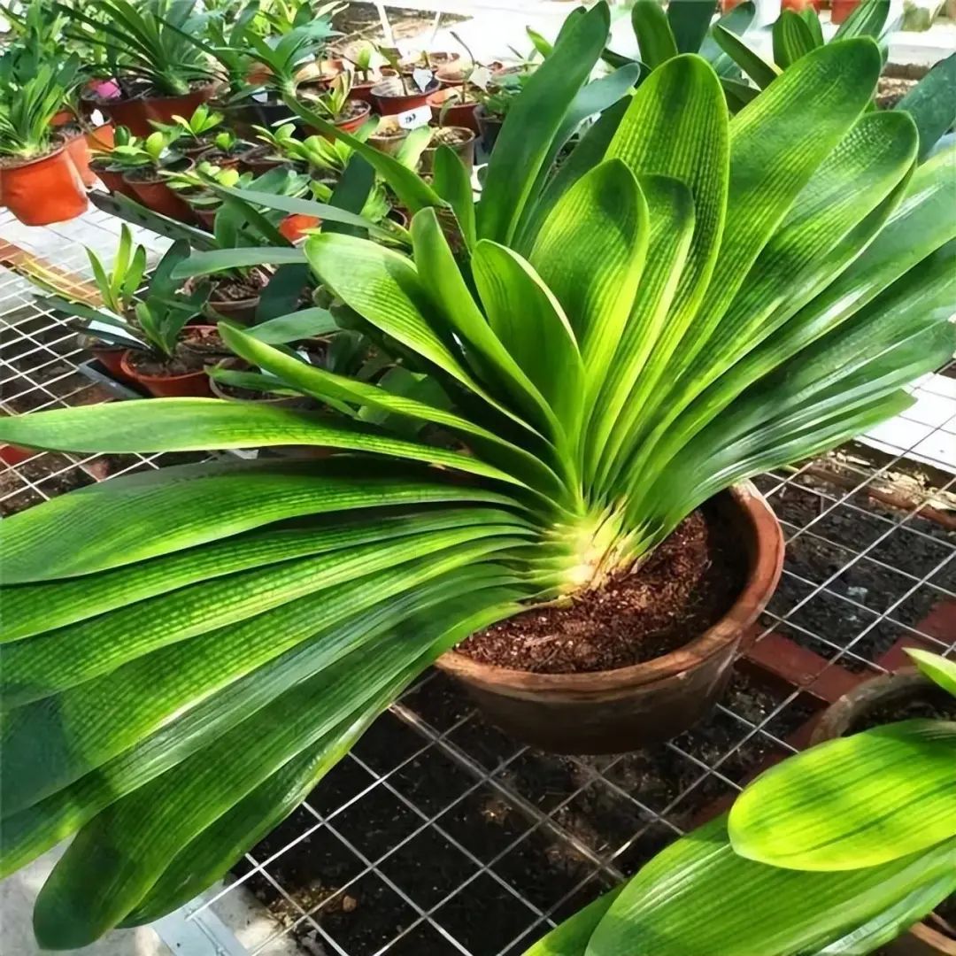 花卉市场如何挑选君子兰才能开花,目前花市卖的君子兰是什么品种