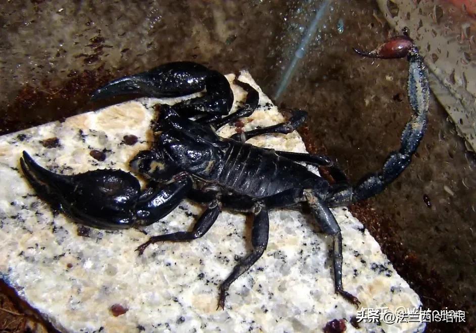 广州海关截获11箱588只蛇蛙蜥蜴,广州海关截获蟑螂200只