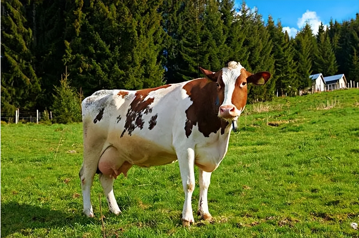 母牛产前奶水不足治疗方法,母牛产后奶水不足中药处方