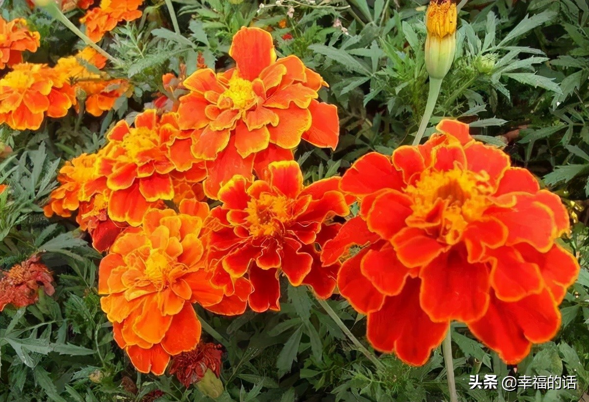 英国国花世界各国的国花,各种国家的国花大全