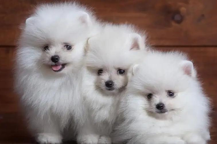 养狗推荐这5种狗狗好养又听话,养狗不要养的七种狗养了都后悔