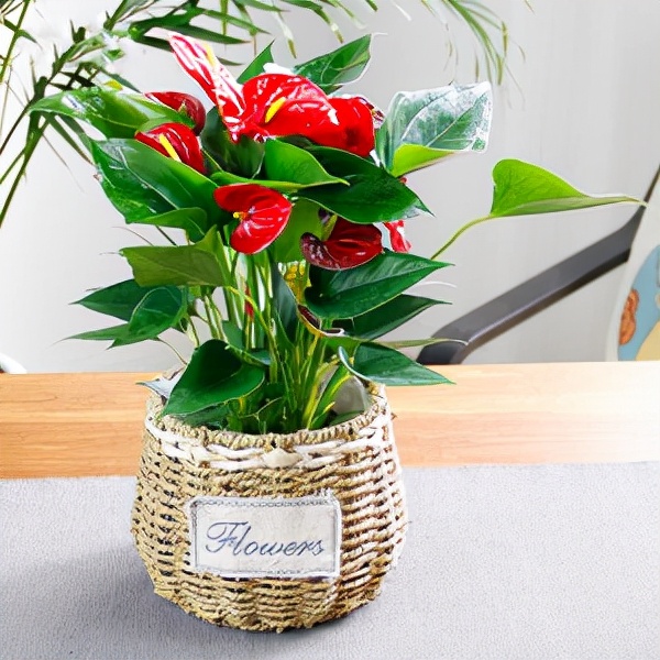 家里光照不足养的花,家里光照不足养什么植物