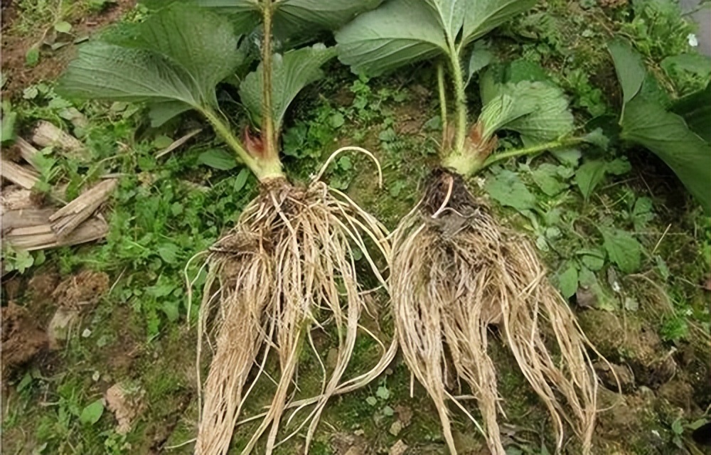 植物伤根了怎么补救,植物烂根需要修根吗