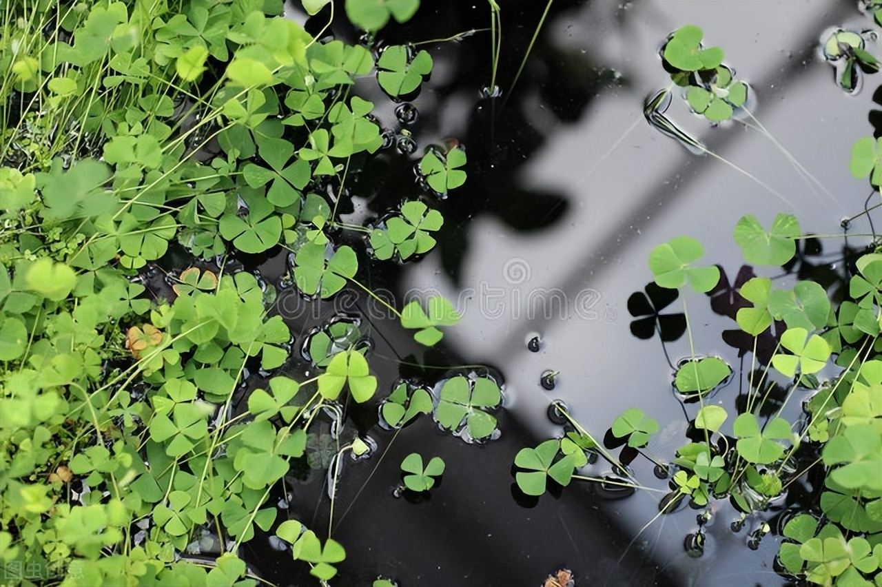 大棚很多杂草很高怎么处理,夏天杂草疯长怎么办