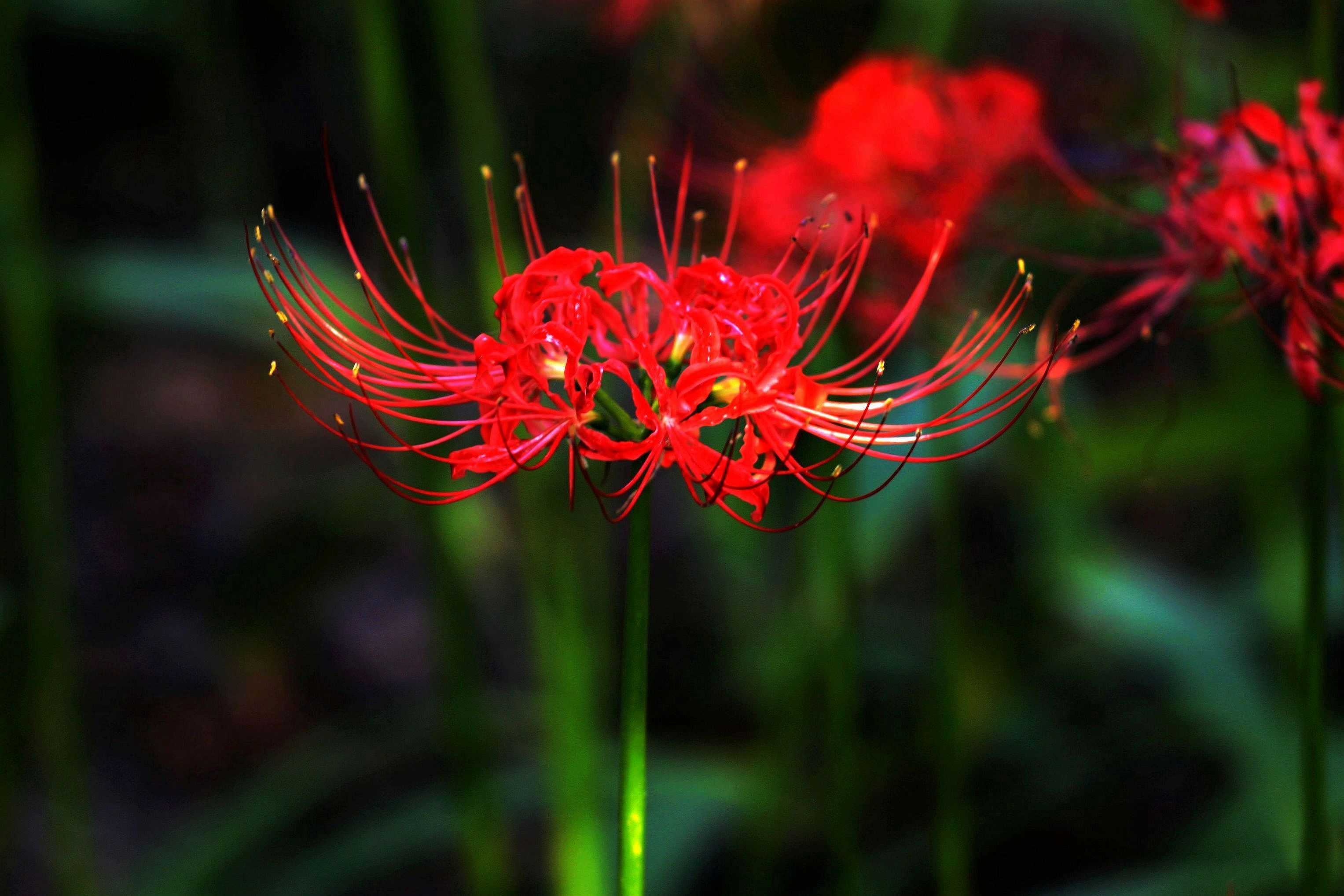 家庭不宜养的十大不吉利花,哪四种不吉祥的花不能在家养