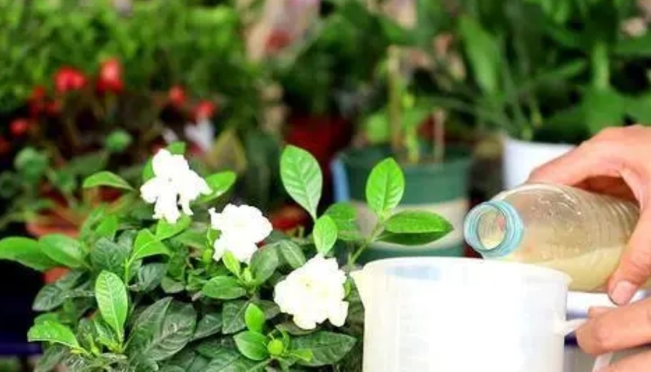 营养液浇花的最佳方法,水养的花怎么自制营养液