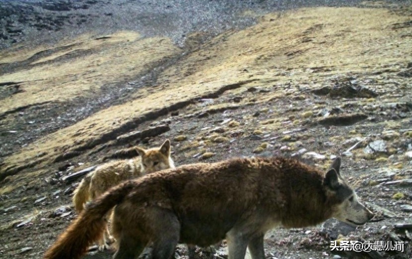 情侣野外发现尸体,情侣拜天地