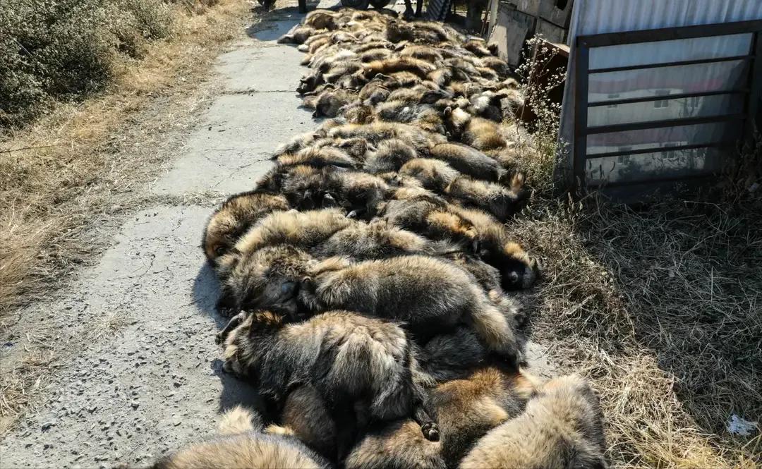 为什么裘皮大衣穿的人少了,为什么现在貂皮大衣便宜