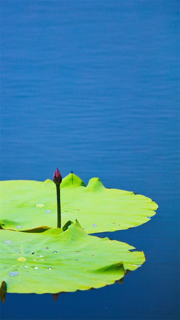 郑州赏荷,郑州赏荷最佳路线图