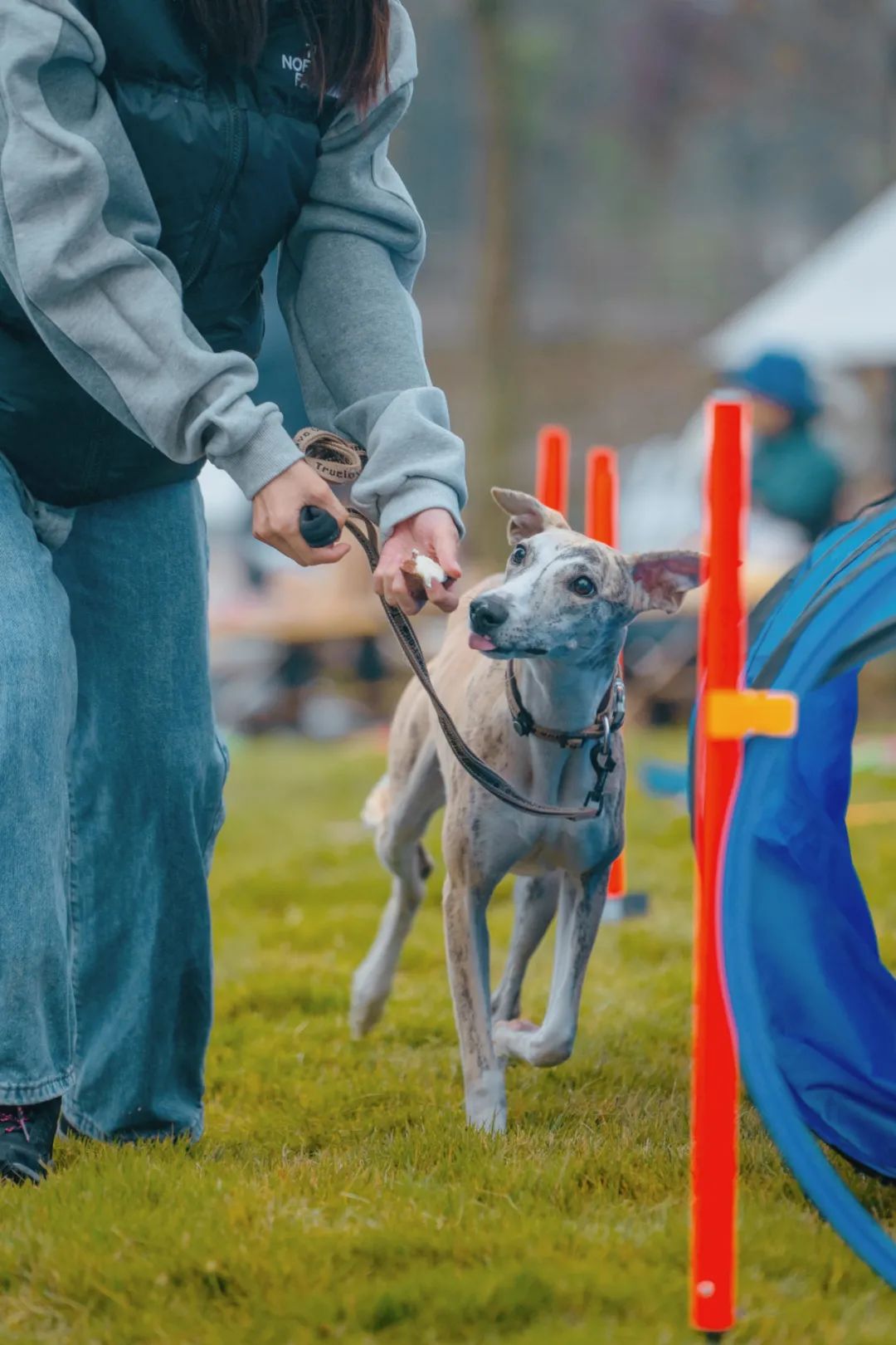 萌宠万圣狂欢夜,萌宠露营云龙区