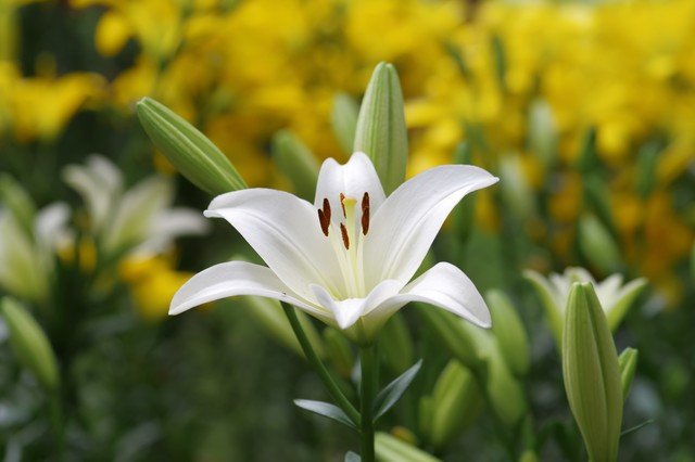 情人节花语代表什么,情人节送花记得看清花语