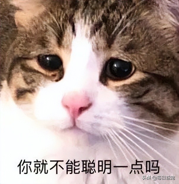 狗狗撕坏现金,狗狗撕坏东西装可怜