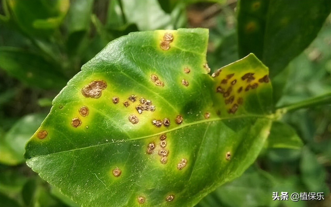 杀细菌病害有哪些好药,杀细菌病害有哪些药