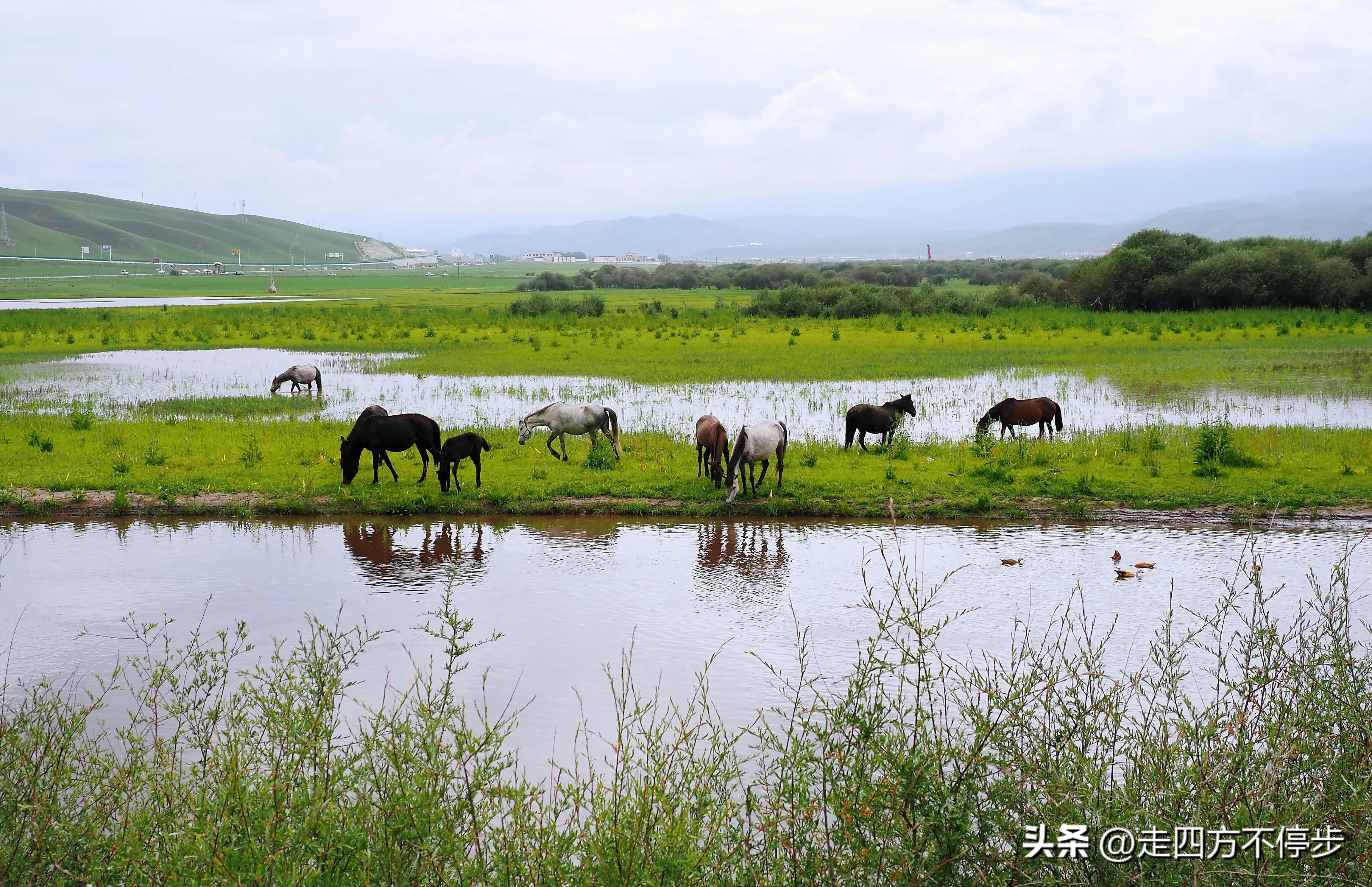 甘南自驾游桑科草原下一站,甘南桑科草原高清精美视频