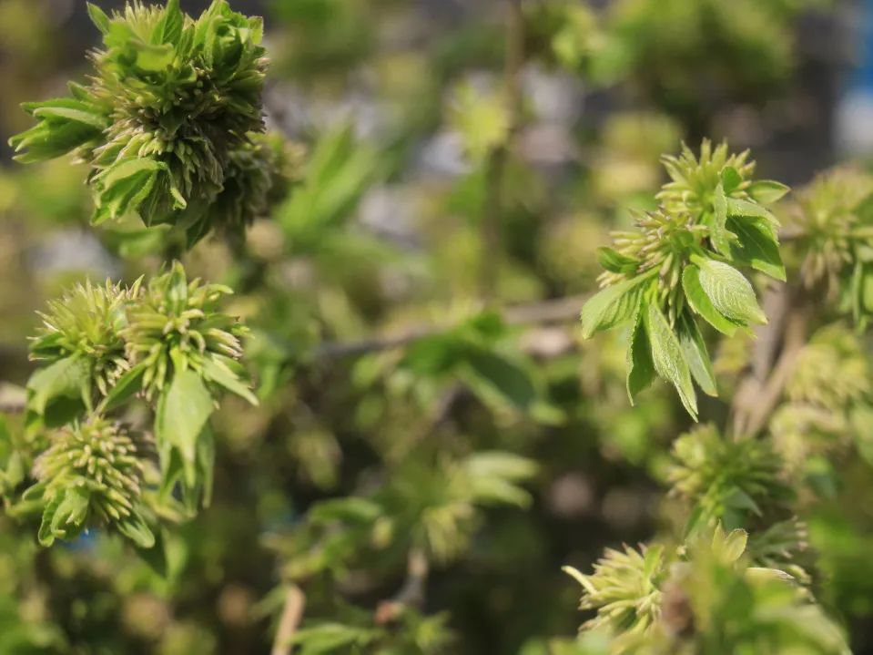 小产业带动乡村振兴大步伐,产业扶贫助力乡村振兴