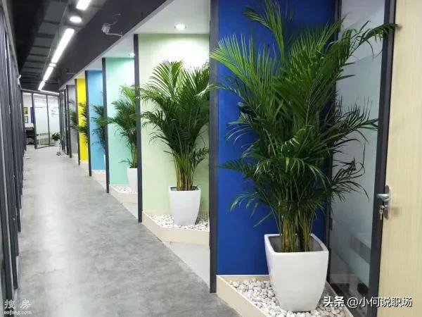 养花诀窍这几个养花知识要牢记,室内养花夏天怎样才能不逗蚊子