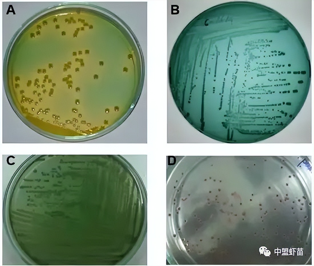 弧菌种类,弧菌大全