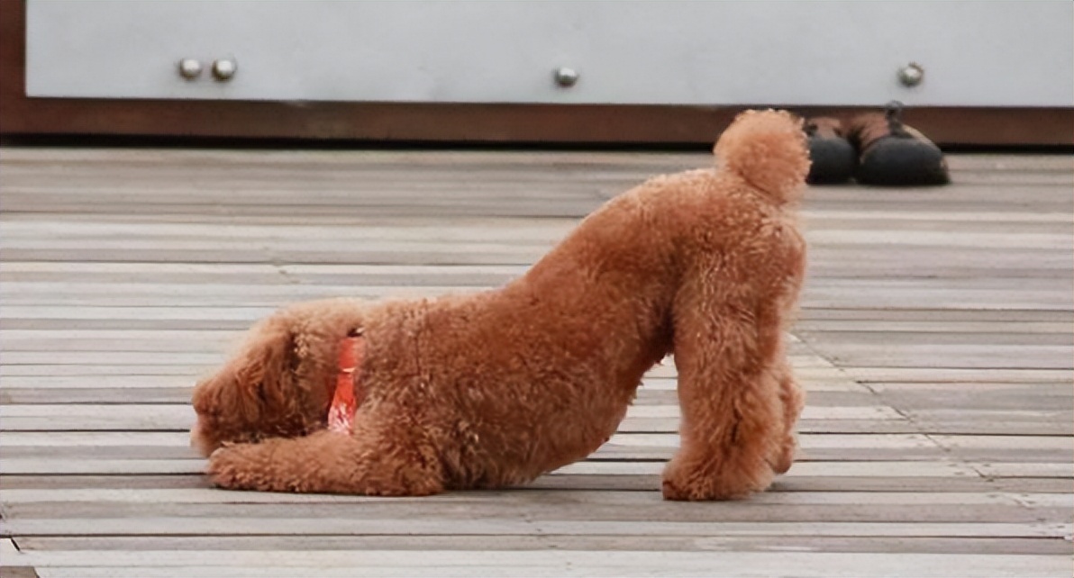 狗狗翘二郎腿什么意思,狗狗对你歪头是什么意思