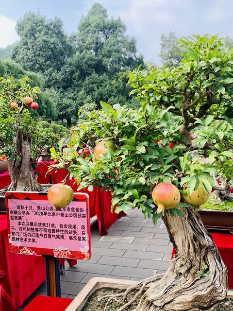 山货怎么赚钱,农村山货怎么赚钱