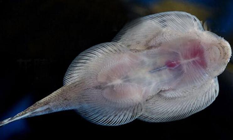 最好养的观赏鱼冷水鱼有哪些中型,冷水鱼有哪些观赏鱼比较好看