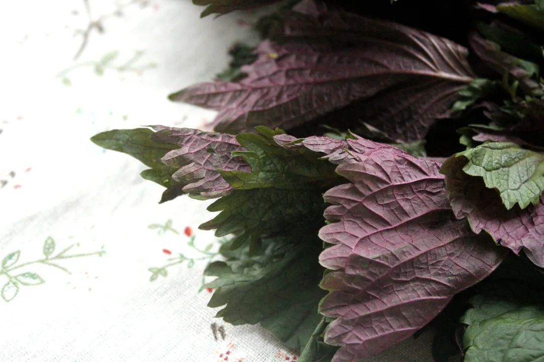 家常菜100道养胃下饭,煮什么菜好吃又暖胃