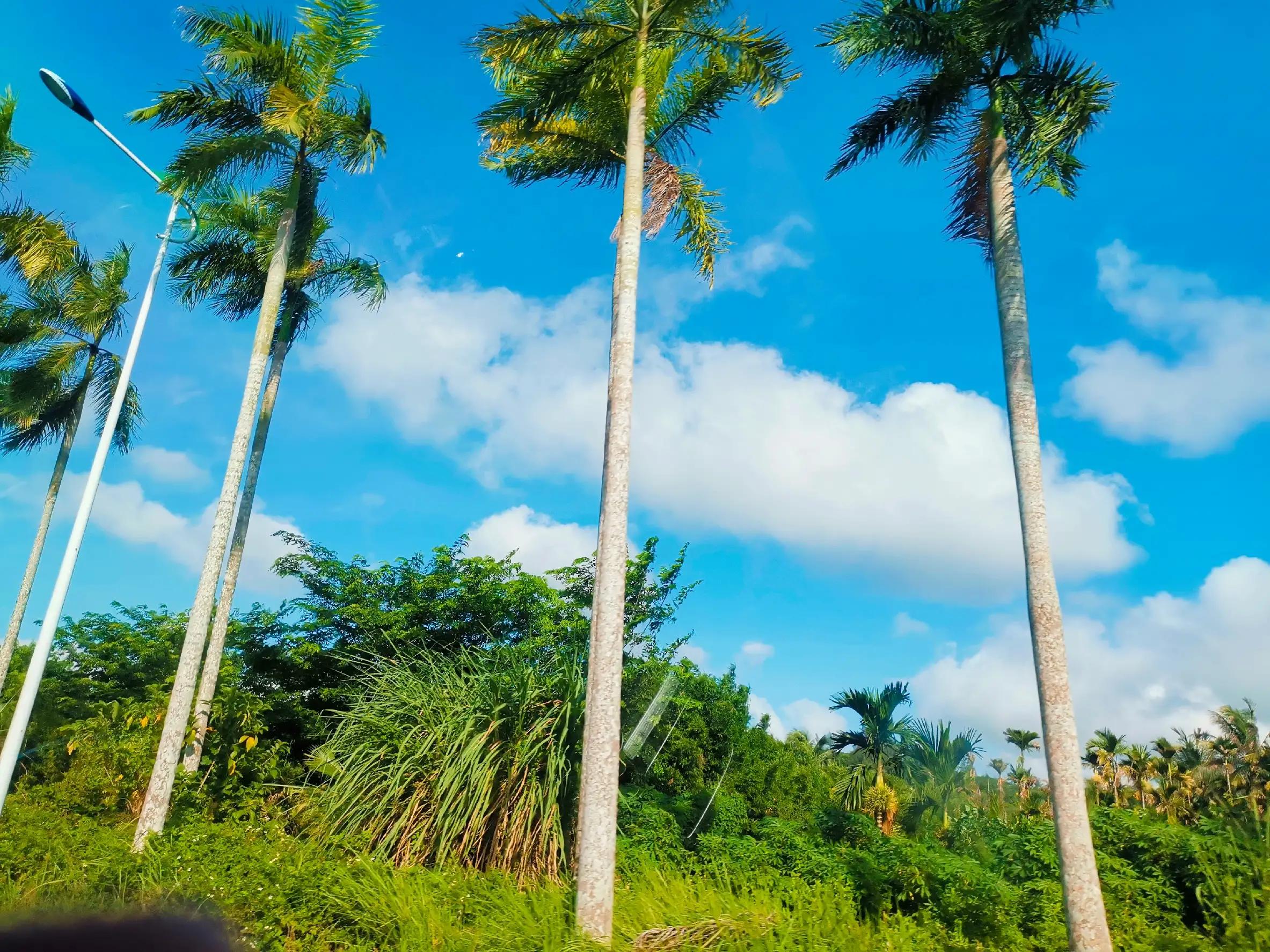 兴隆热带植物园攻略,兴隆热带植物园一日游