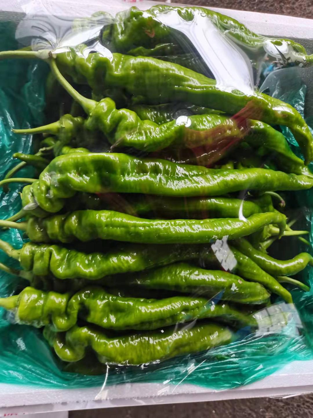 菜农伯伯与农业对话,蔬菜与大棚对话