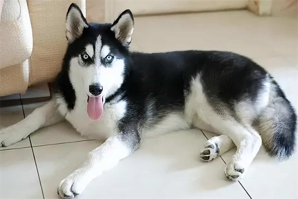 哈士奇多少钱一只幼崽300以内,纯种哈士奇多少钱一只