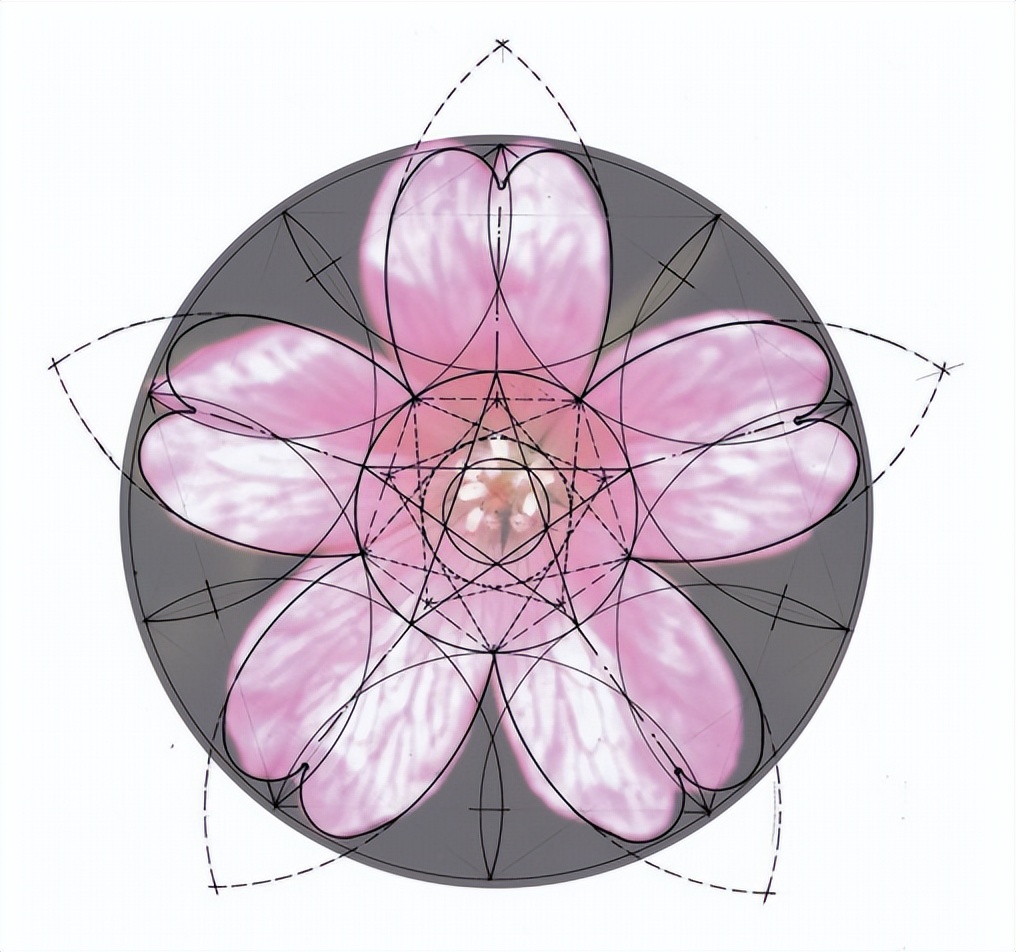 花朵的秘密使命思维导图,花朵的秘密花由哪些部分组成